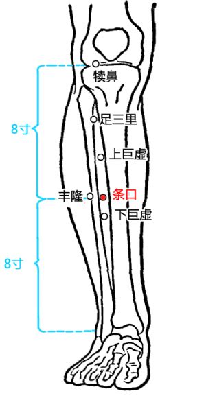 口穴|条口